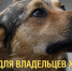 Штрафы для владельцев животных вырастут до 200 тысяч рублей - Газета Задонская правда