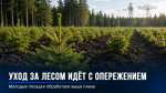 Лесхозы Липецкой области перевыполнили план ухода за молодыми лесами